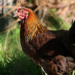 Backyard chicken craze prompts health concerns