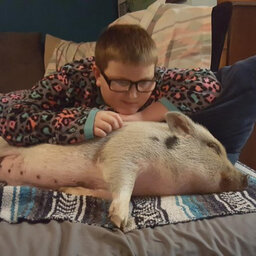 Festus says emotional support potbelly pig is violating city ordinance