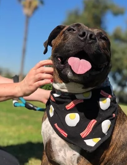 Pitbulls, blockheads and bullies! Our KNX Hero of the Week is advocating for an often misunderstood dog breed, and helping her community at the same time!