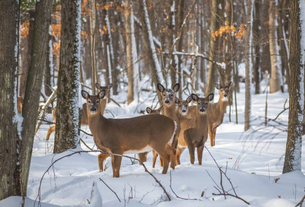 Minnesota DNR "debunks" fear among deer hunters about transfer of CDW