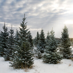 When Do You Buy Your Christmas Tree?
