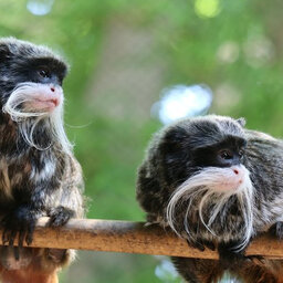 Texas man arrested for stealing two Tamarin monkeys from Dallas Zoo