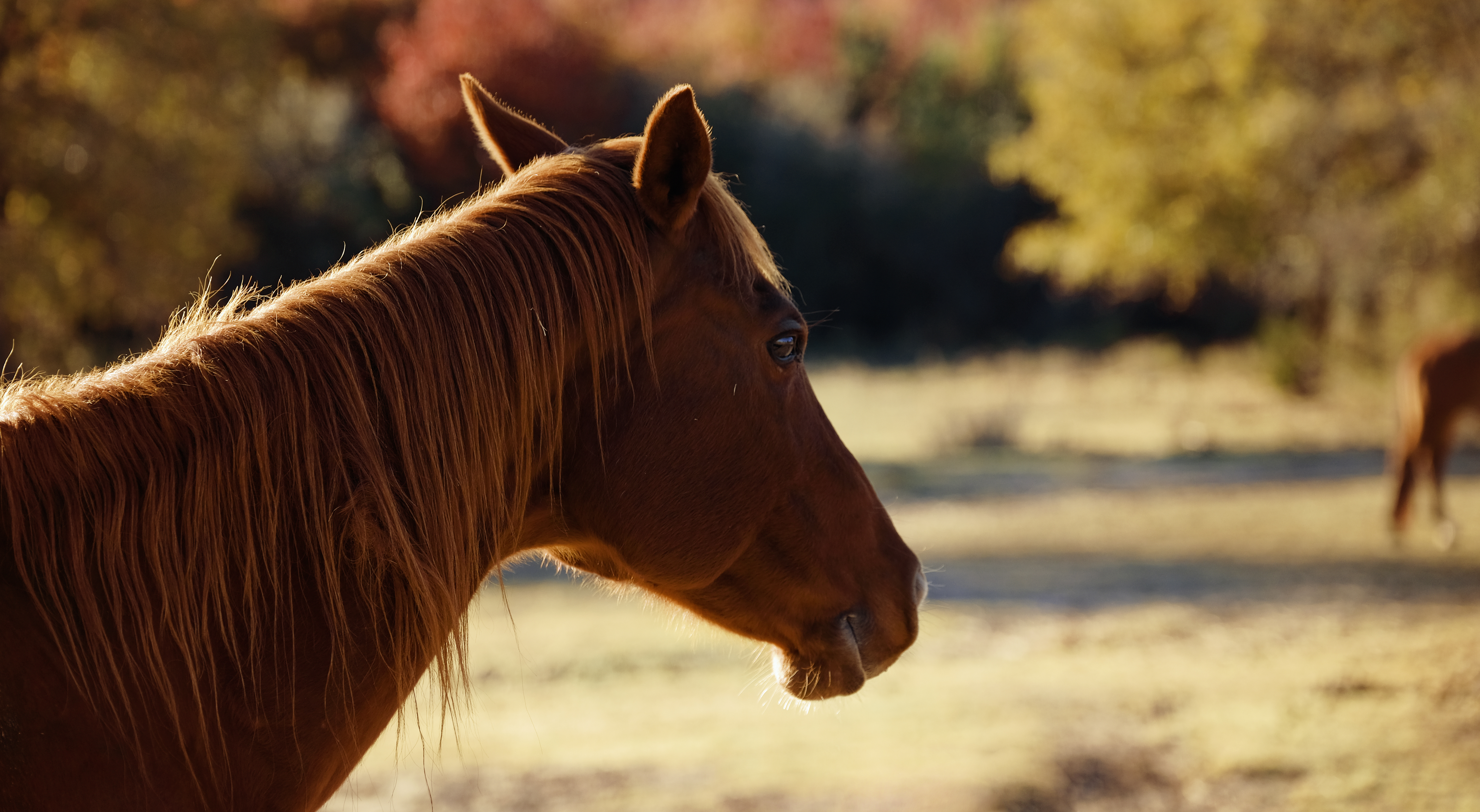 What to know before you buy a horse