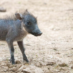 Dallas Zoo welcomes new baby warthog