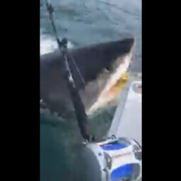 Toms River fishermen encounter great white shark off Jersey shore