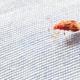 New York 2nd worst for bedbugs: Report