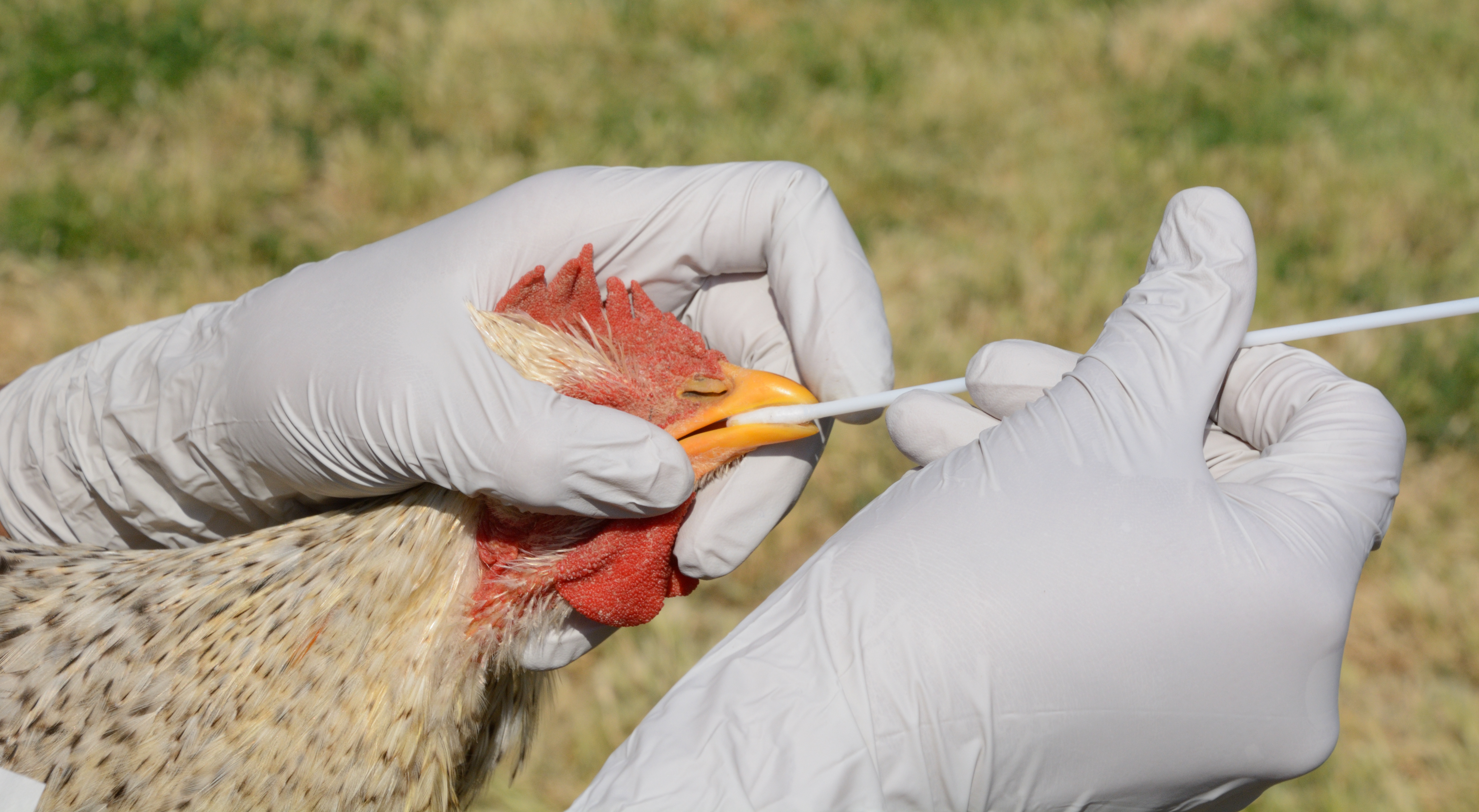 The CDC warns public health orgs:  Keep an eye on spreading bird flu cases, but don't freak out -- yet