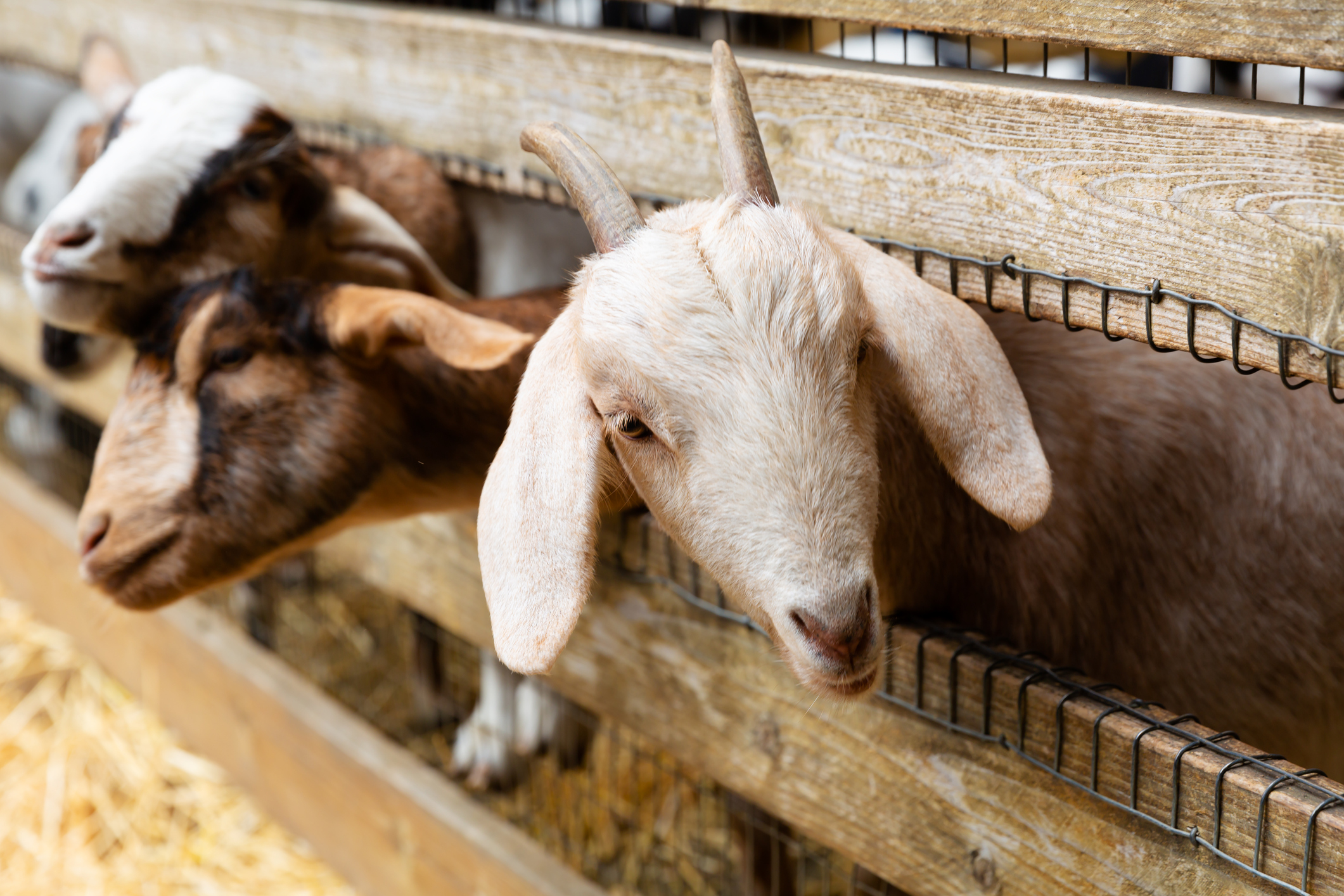 Ontario dairy farm offering $2,500 reward for missing goats