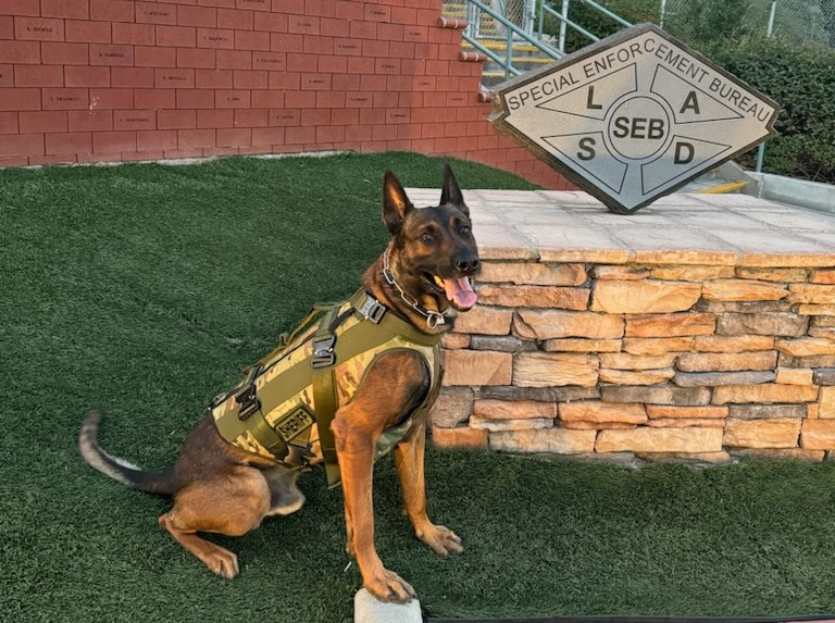 L.A. County Sheriff’s dog injured in Compton shooting
