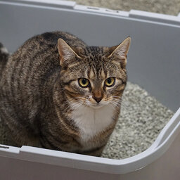 Cat litter could fight climate change