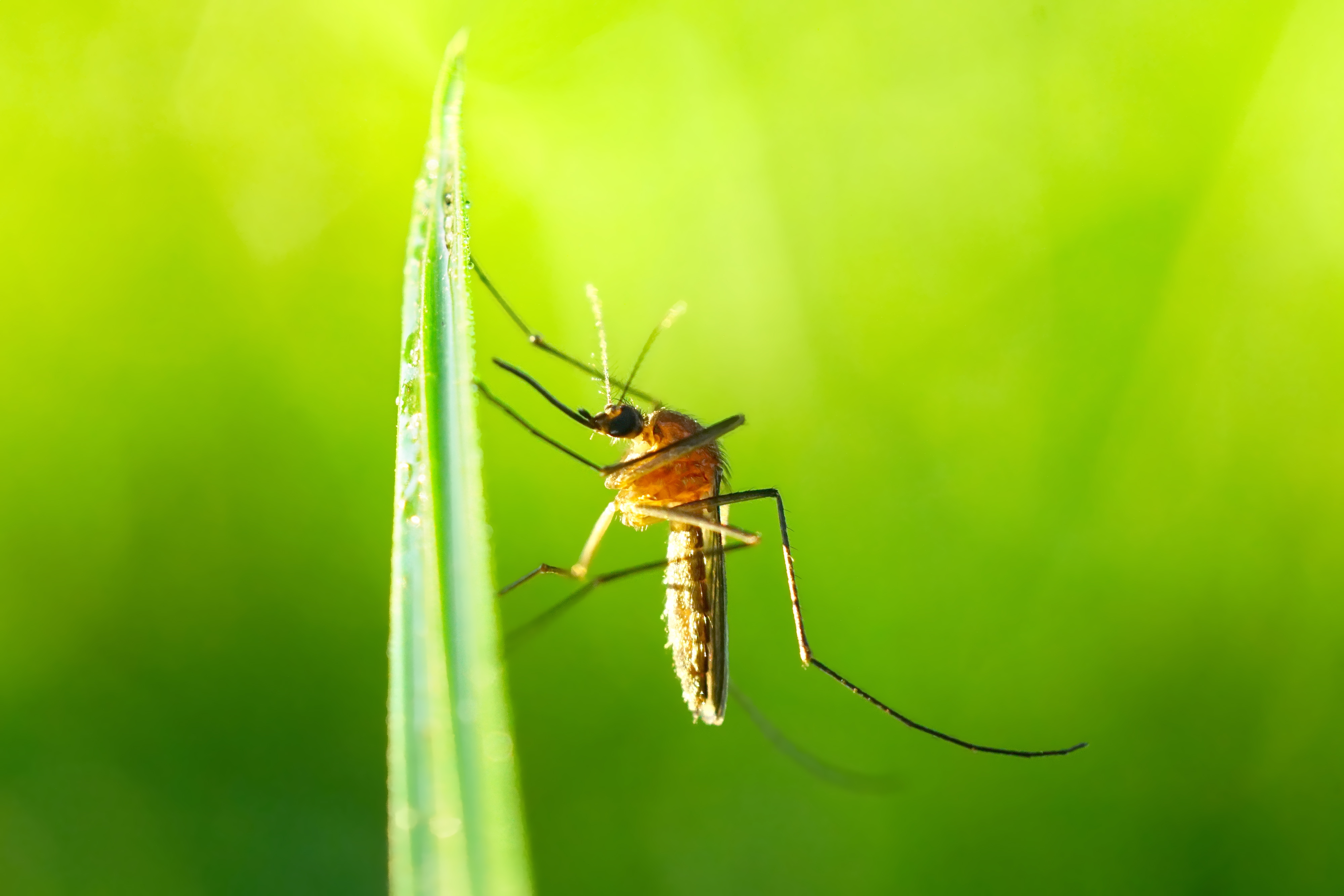 UC San Diego using genetically modified mosquitoes to take on malaria