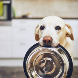 Dog bowl cleaning can stop the spread of germs