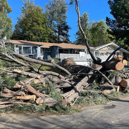 Trees continue to topple across Southern California