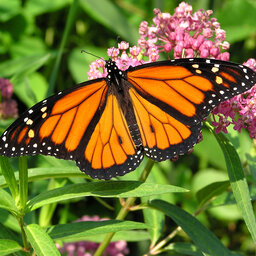 Monarch butterflies wintering in California rebound