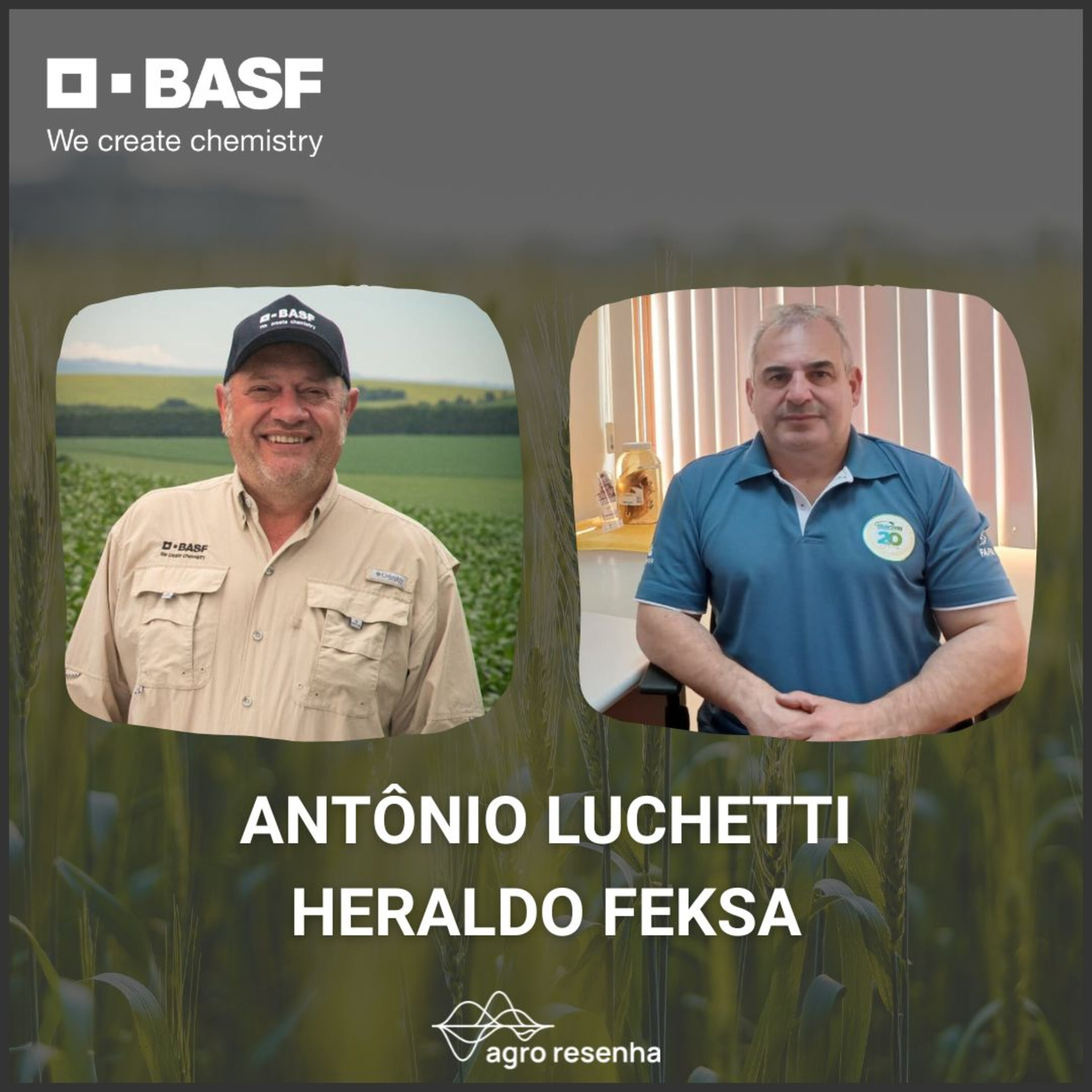 Cultivo de Trigo: importância econômica e riscos