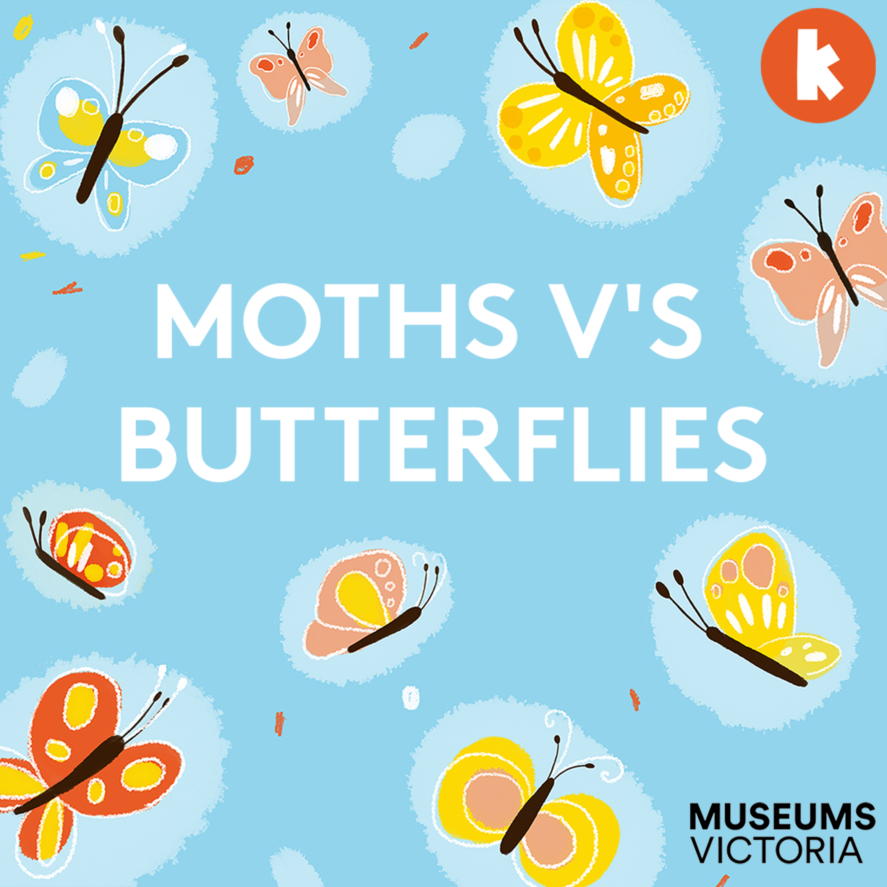 Moths vs Butterflies