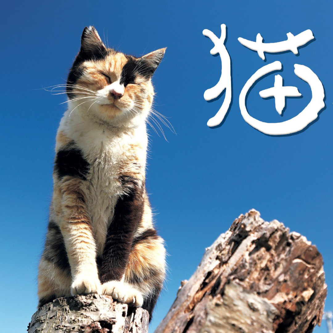 cover of episode 猫好きさん集まれ！祝10周年「猫どころカレンダー」の撮影裏話 【#産経のブルキャス】