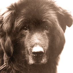 南極観測『タロとジロは生きていた！』