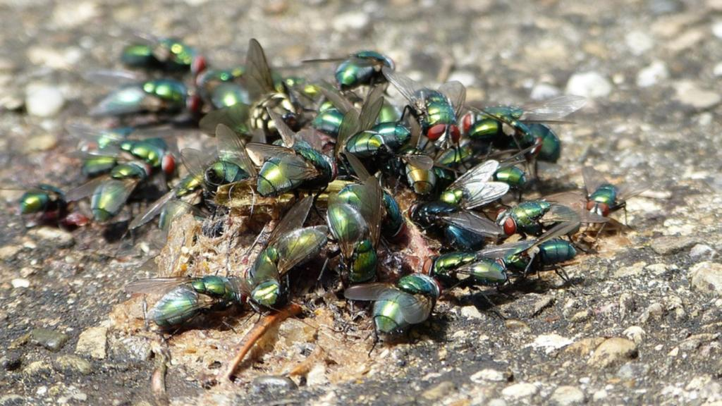 Why are the so many flies in Albany?