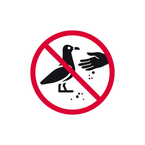 BEST BITS: Don't Feed The Birds! episode artwork