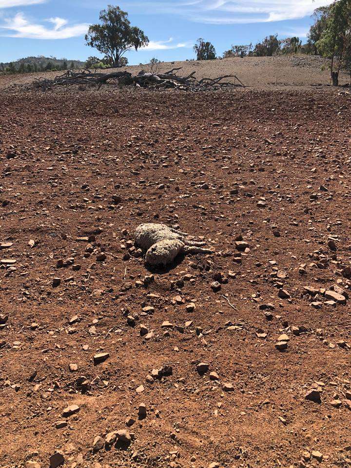 Josh Ball and a Macleay Hay Run update Wed Aug 1