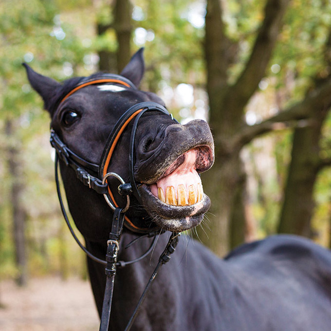 BEST BITS: Horse Lips episode artwork