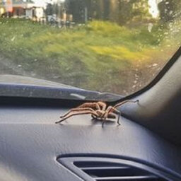 HIGHLIGHT - The Horrifying Moment Brendan Fevola Found A Spider In his Car And Nearly Crashed!