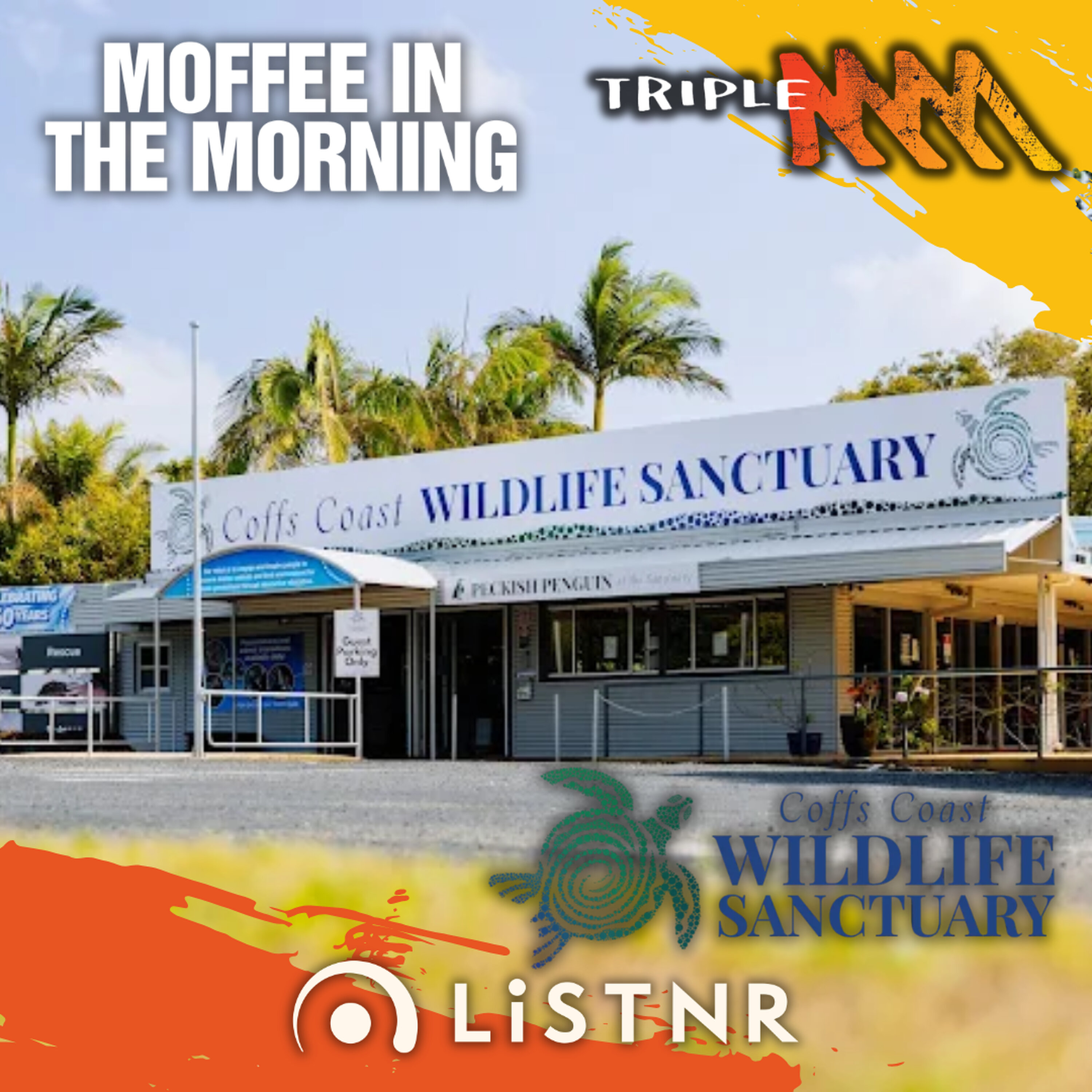 Coffs Dolphin 'Zippy' Undergoes Successful Surgery by Global Experts