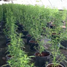 Police Bust Multi-Million Dollar Cannabis Crop Near Grafton