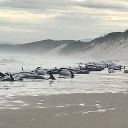 32 stranded whales back in the water as rescue mission continues on the West Coast