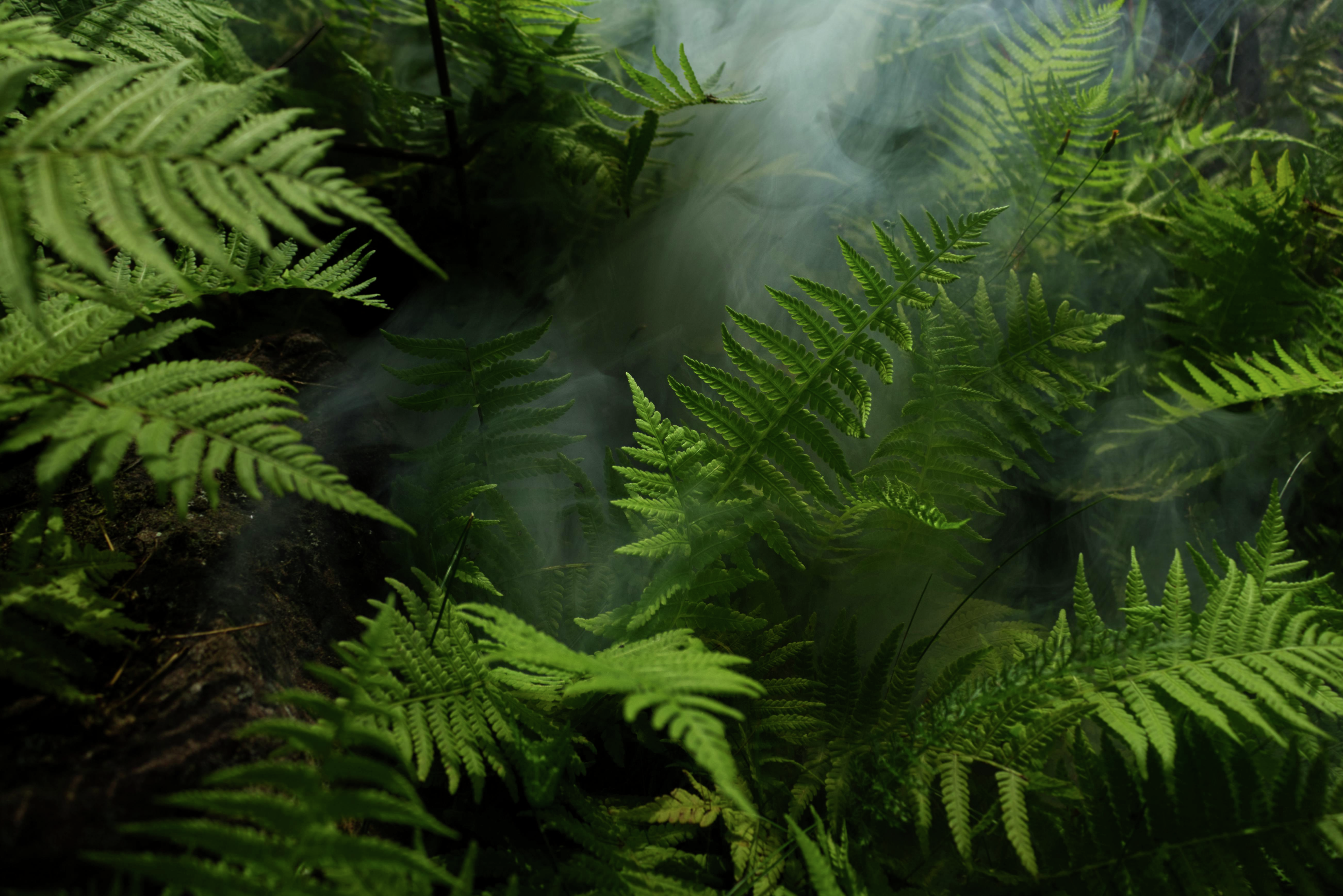 Human remains found in search for missing Belgian tourist Celine Cremer