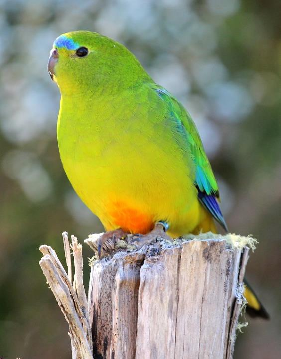 First vaccinations administered for Tassie's orange-bellied parrots amid bird flu outbreak episode artwork