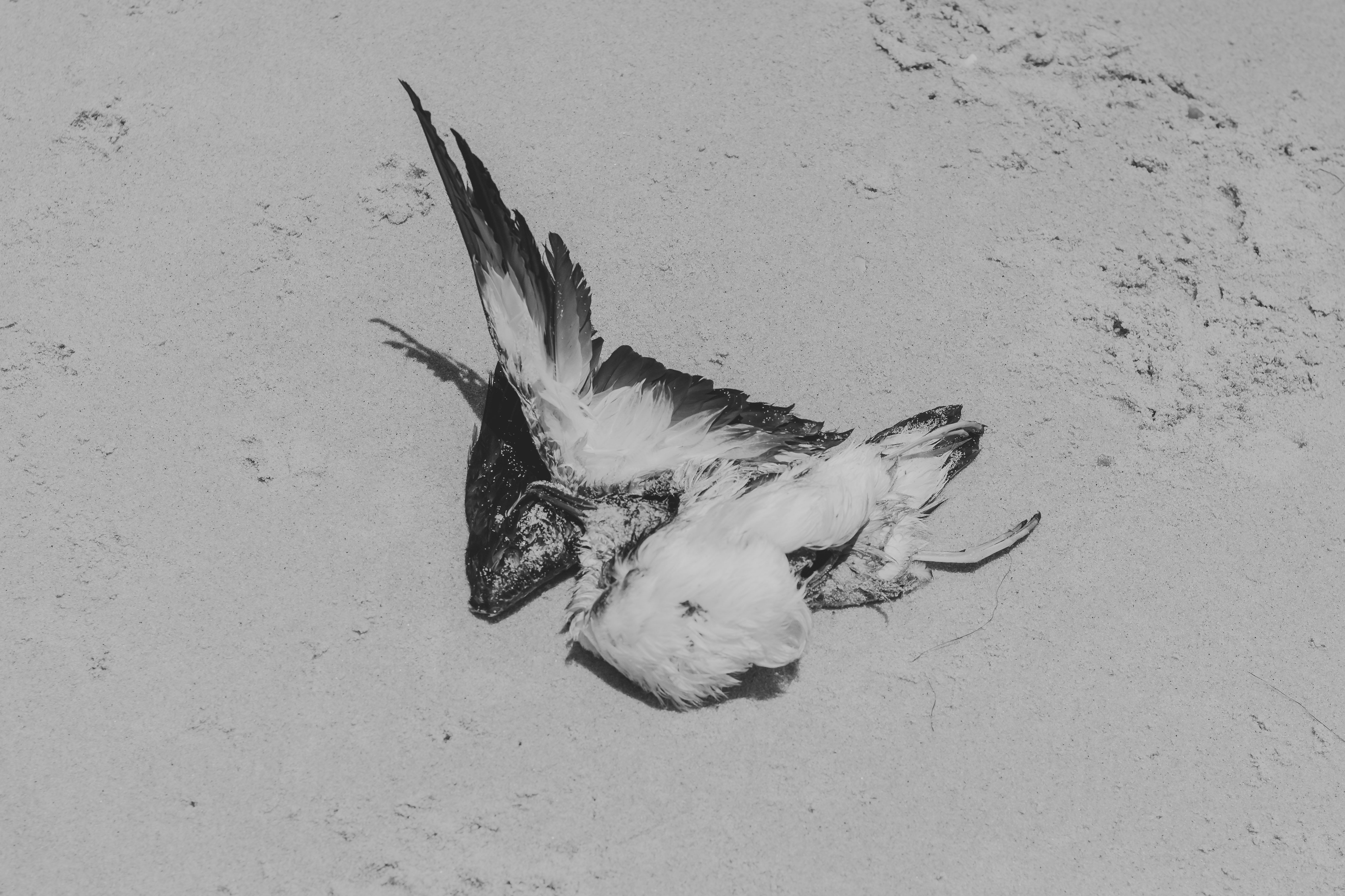 Tasmania's bird flu outbreak continues to grow amid new detections episode artwork