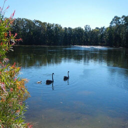 Council votes to save Black Swan Lake