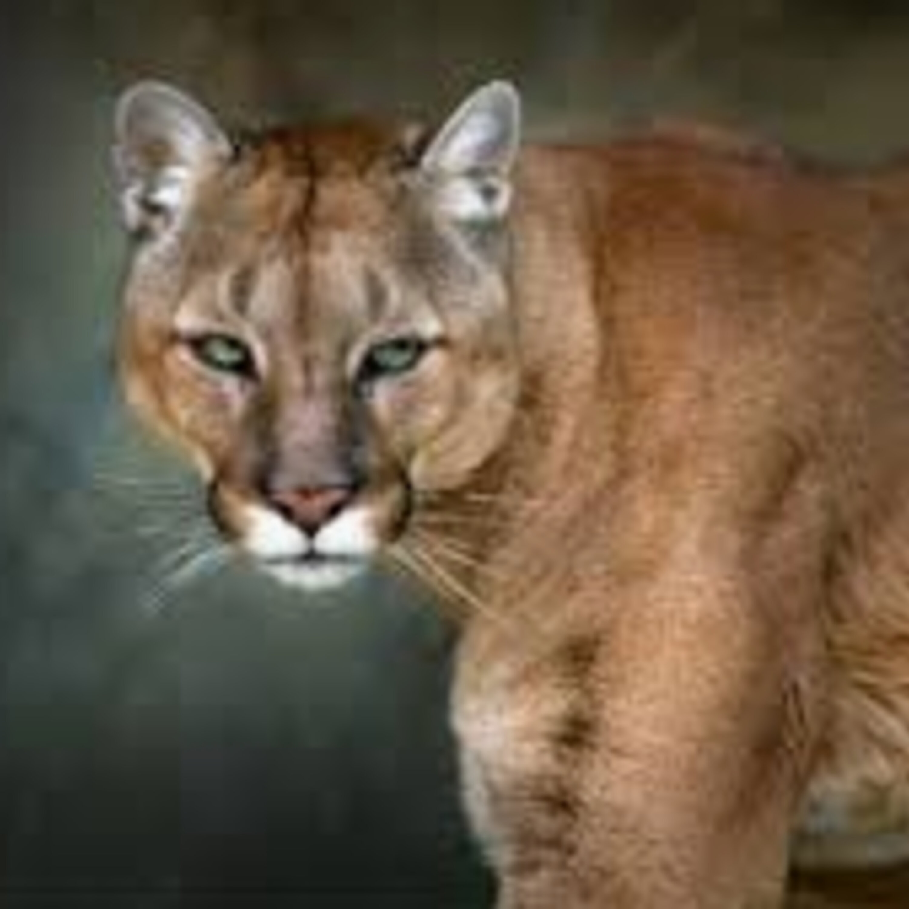 Deb Was a Cougar Before Cougars Were A Thing!