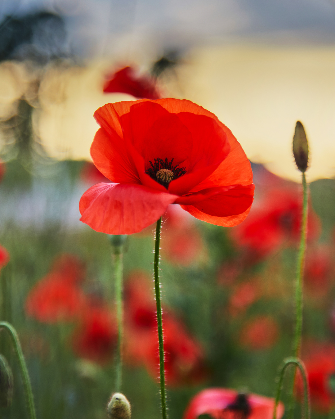 Lest We Forget: Remembrance Day 2025 episode artwork