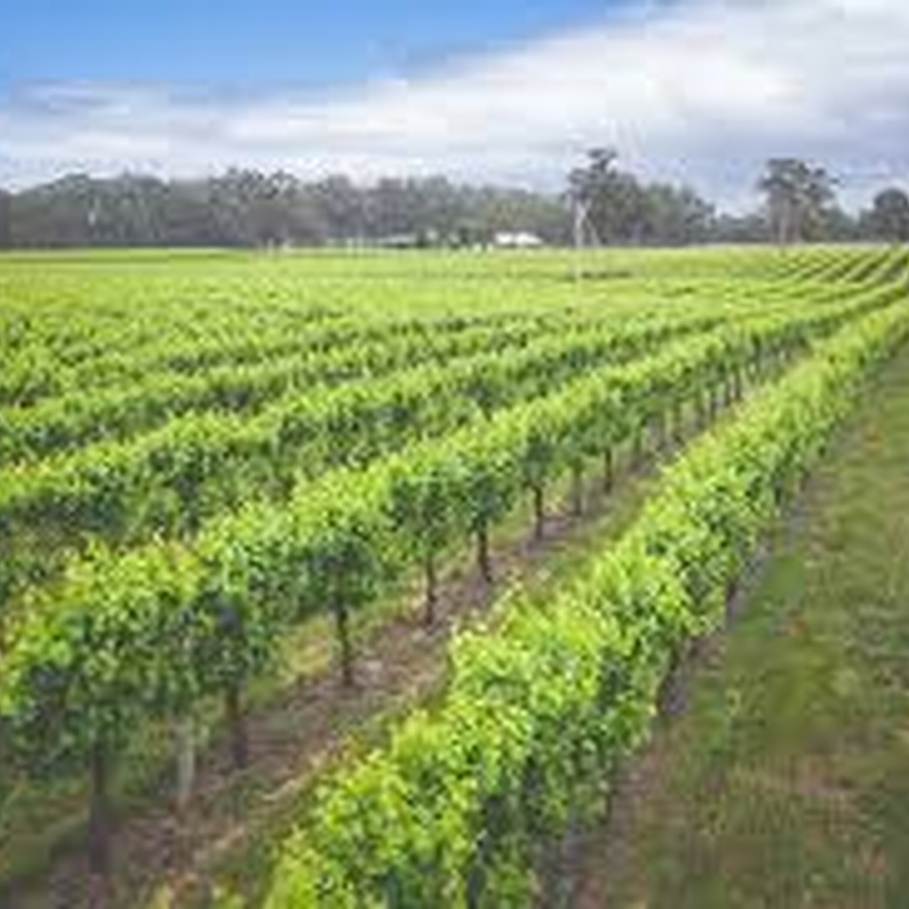 Limestone Coast wine region shows resilience against global headwinds