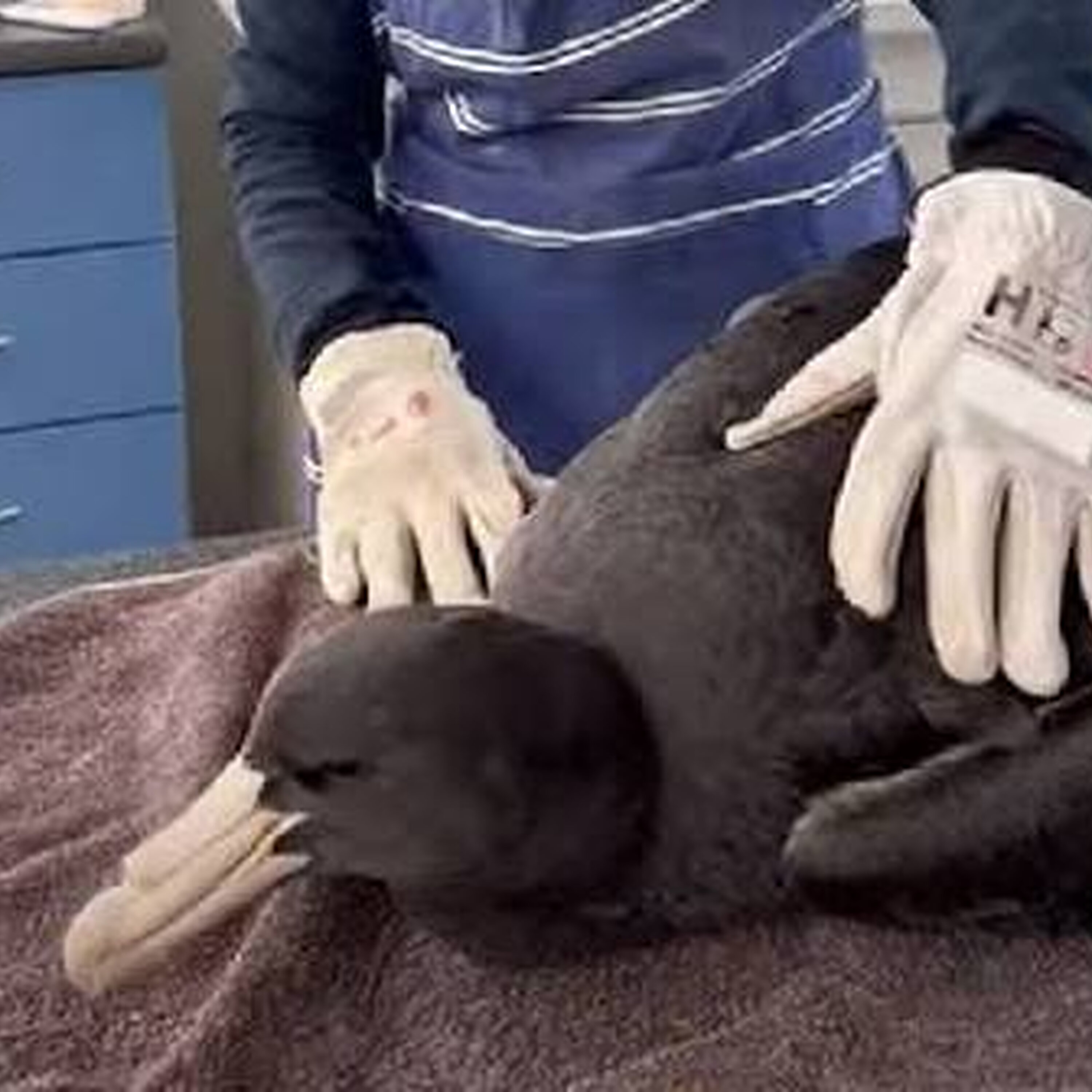 A second confirmed bird flu case in SA.