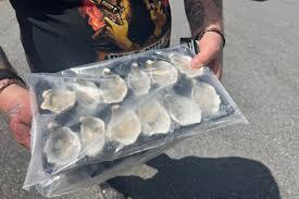Almost a dozen SA oyster farms shut as algal bloom impacts trade