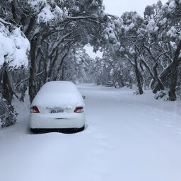Is It Almond or Almond? Blizzard Conditions At Mt Buller! NZ Has Sold Out Of KFC!