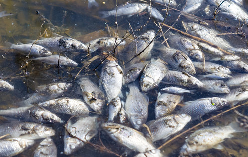 Mass fish kill at Lake Cargelligo linked to winter chill