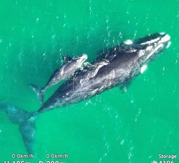 Concerns for whale and her calf swimming close to shore along the Central Coast cover image