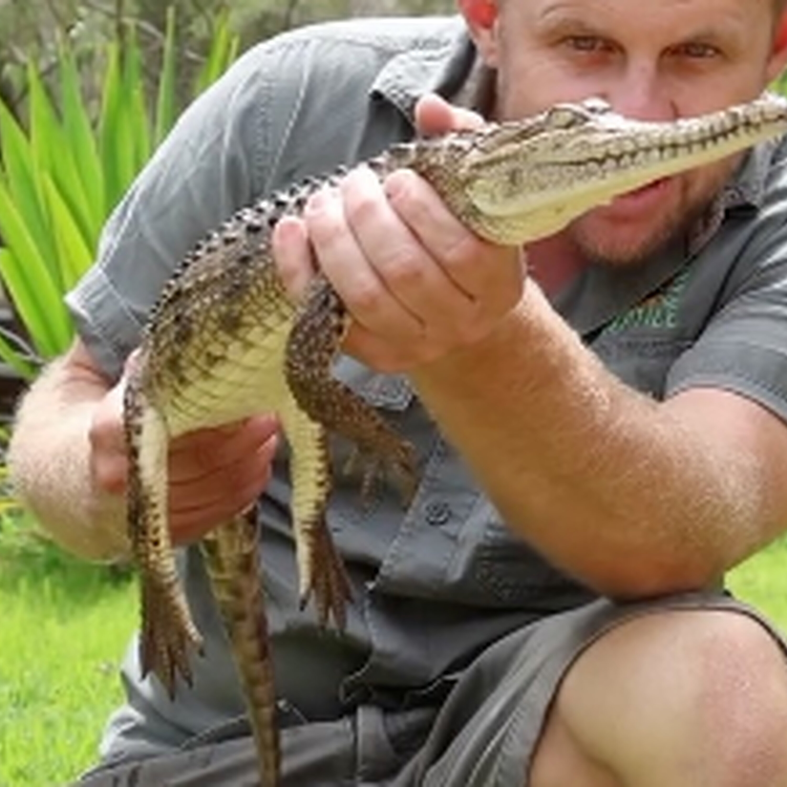 We've got an update on the Wallsend crocodile from the Australian Reptile Park