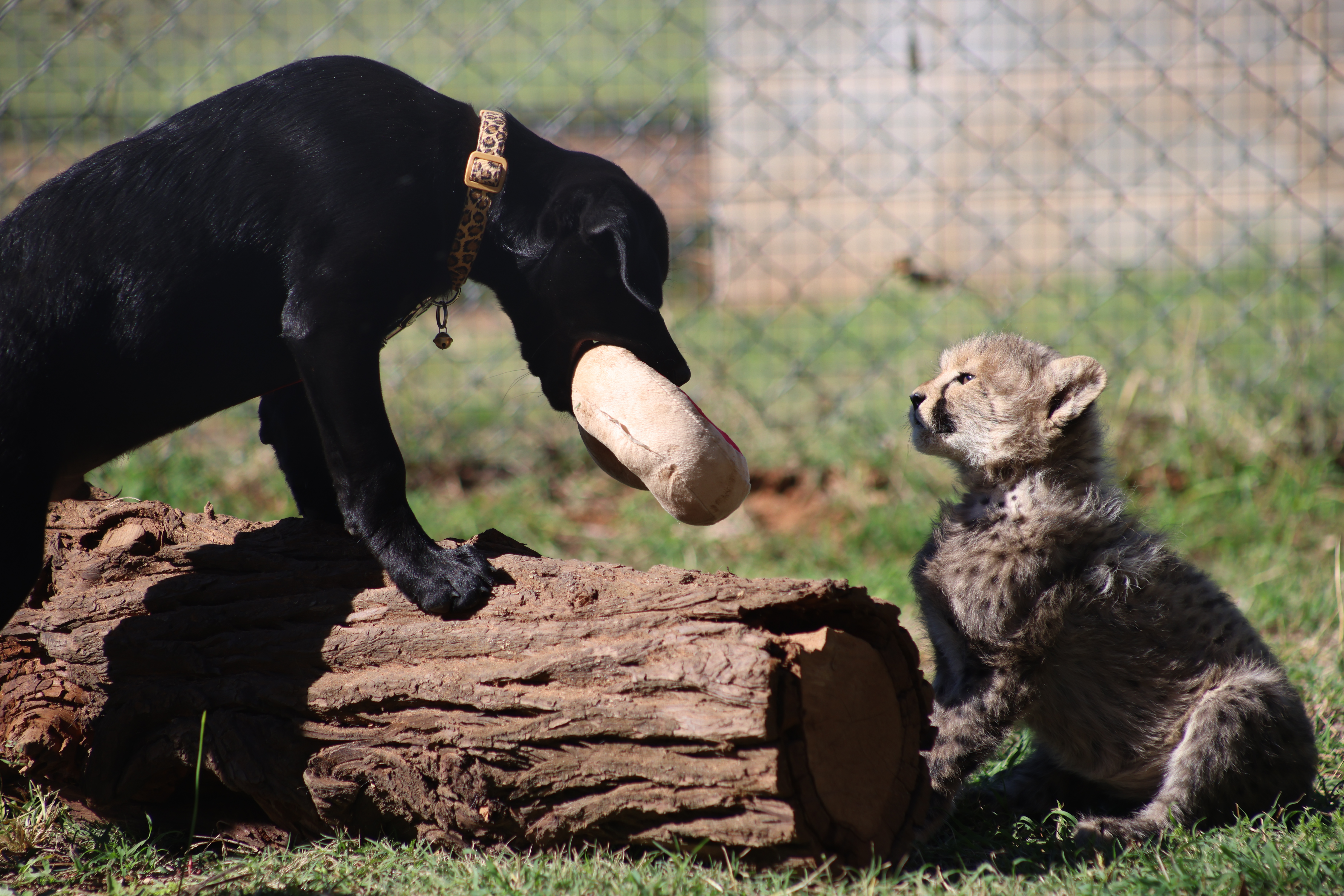 Zookeepers strike gold with unusual pairing