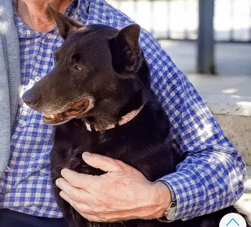 RSPCA NSW will no longer accept strays as demand soars 