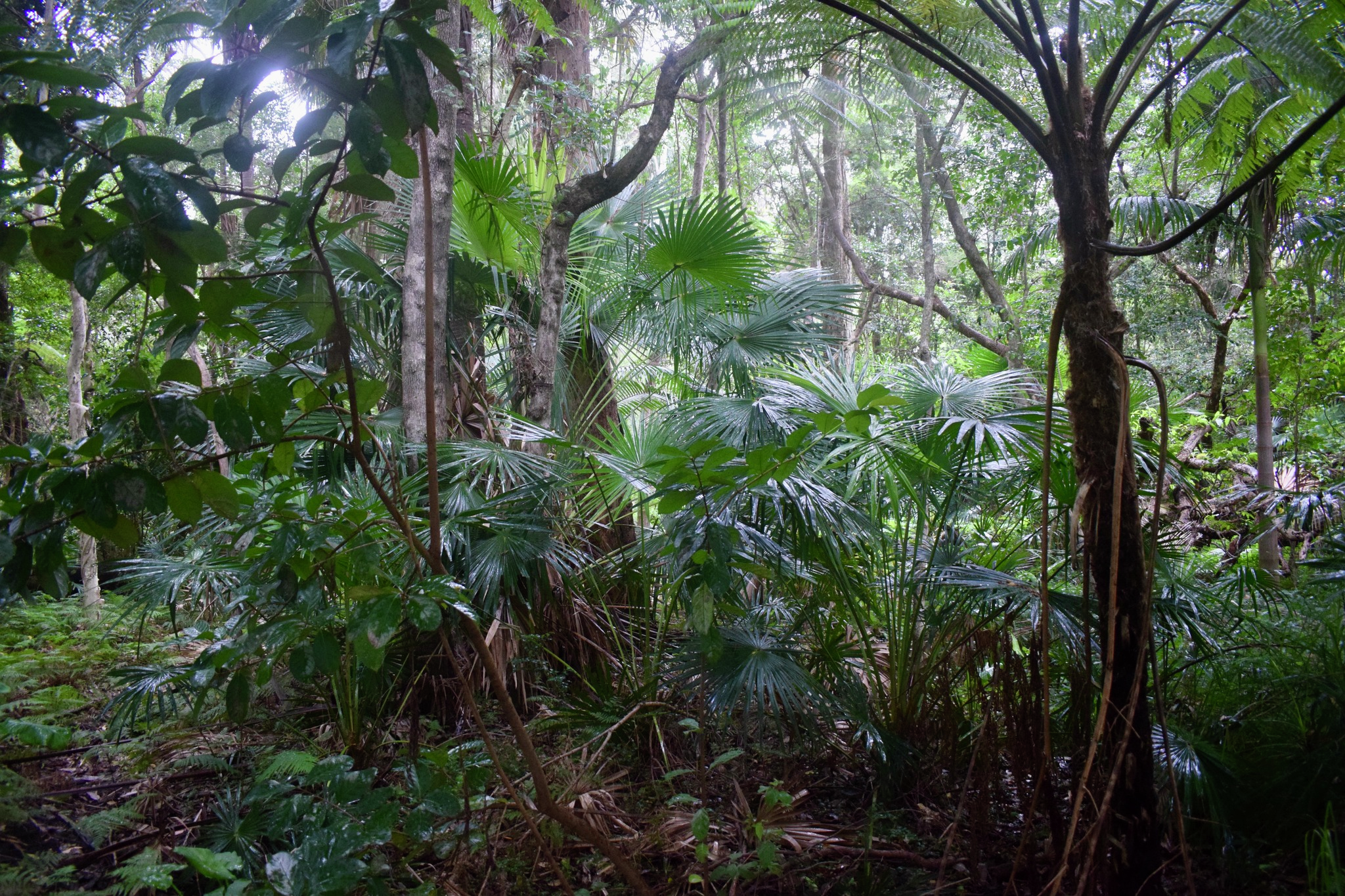 Kincumber Wetlands rally in Gosford tomorrow