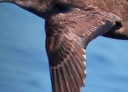 Primary Industries provides an update on H5 bird flu cases in NSW episode artwork