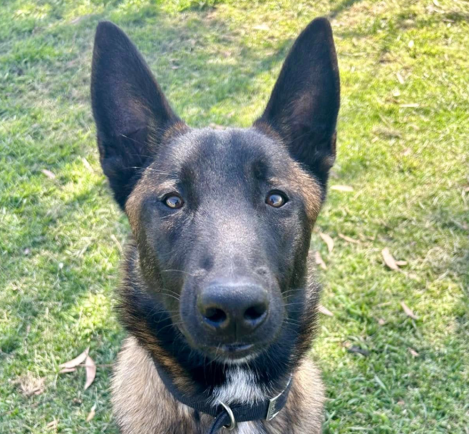 Police dog dies after being hit by a truck in Sydney's south west 