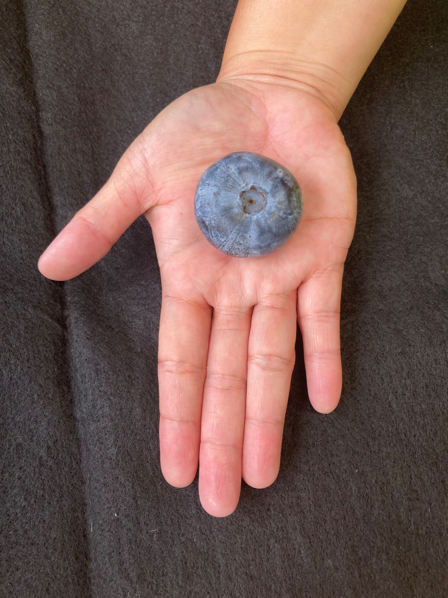 The world's heaviest blueberry...grown on the Coffs Coast cover image