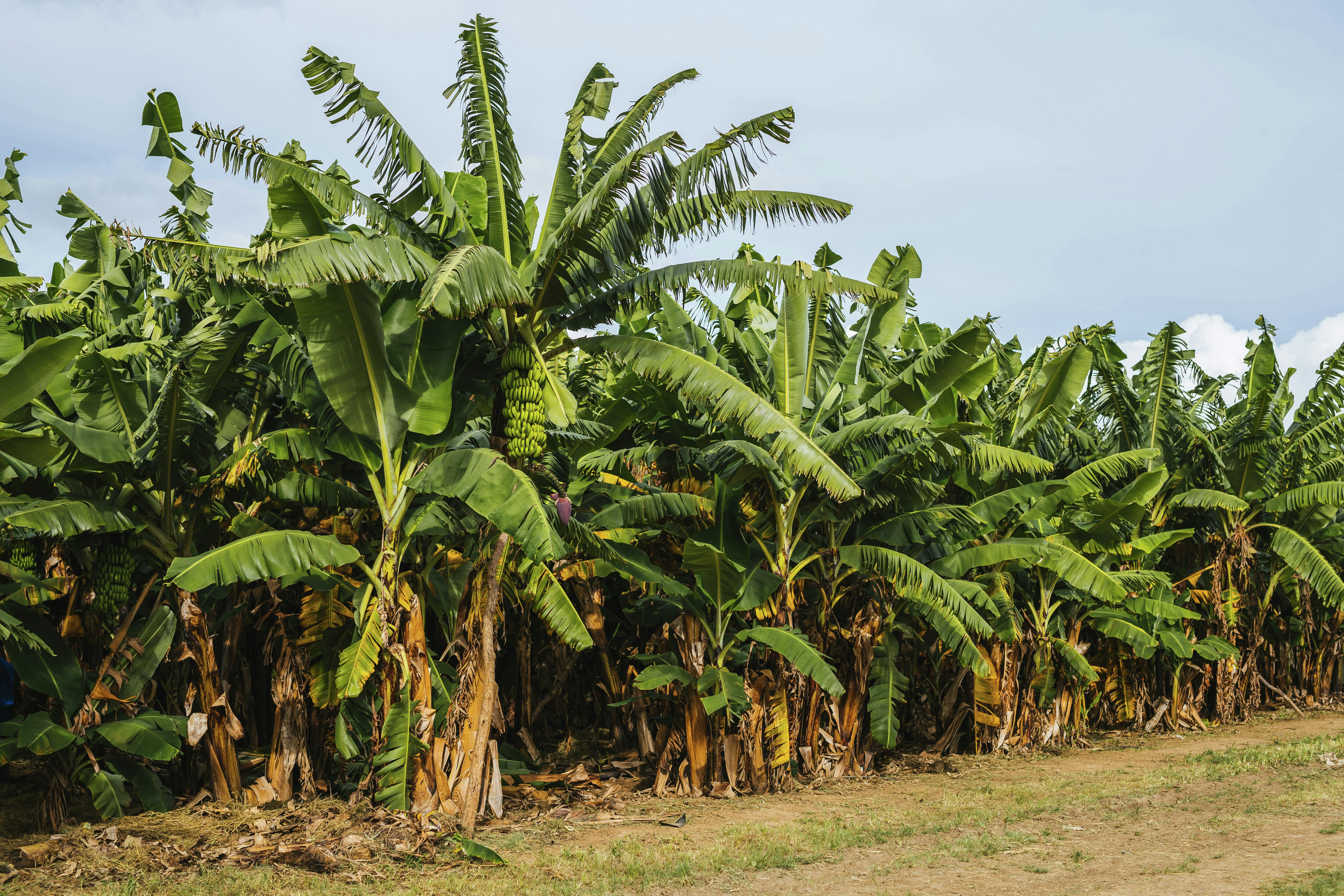 Community groups encouraged to put old banana farm site to good use